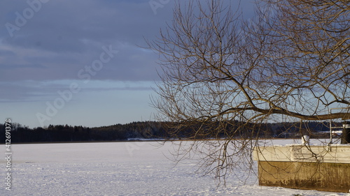 winter tree