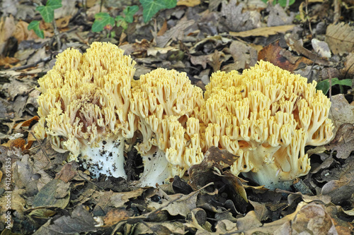 Photos coral mushroom, ramaria aurea