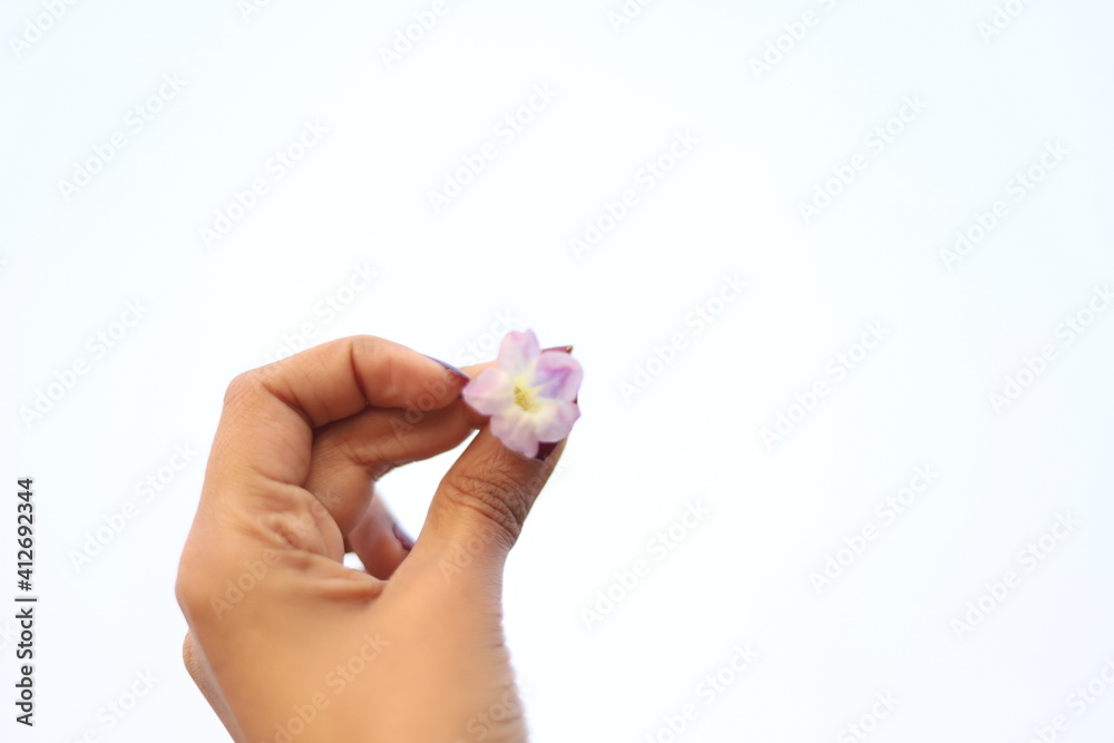 person holding a white small flower in front of colorless white sky background person holding a white small flower in front of colorless white sky background