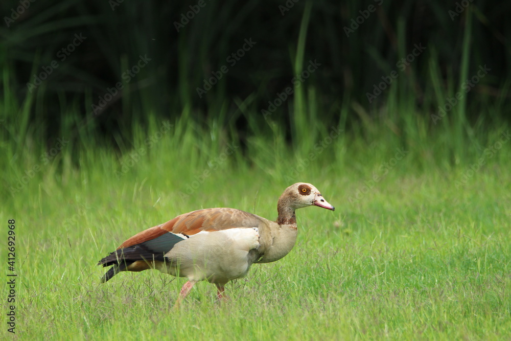 Egyptian goose standing in the grass. Egyptian goose standing in the grass.