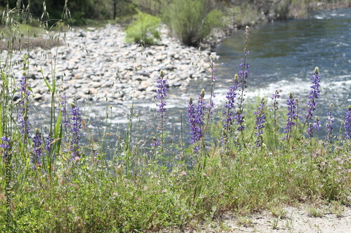 Spring Wildflowers Merced River Canyon Hwy 140 Merced River Red Bud