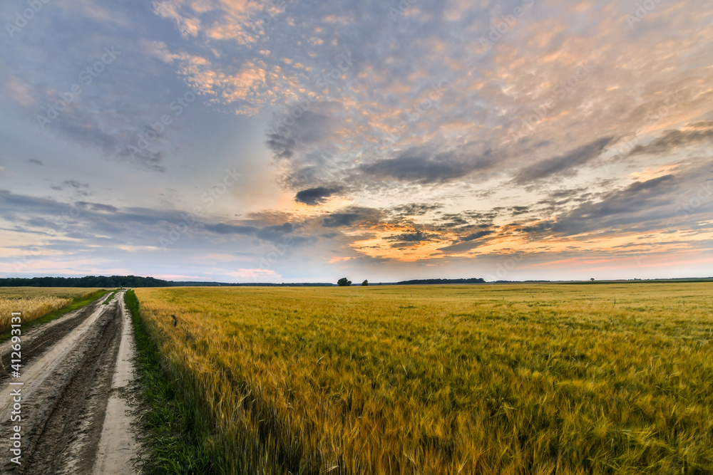 Fototapeta premium Orange sunset over the wheat field