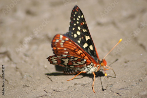 Butterflies near the Merced Rivers