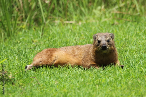 Rock hyrax lying on the grass.