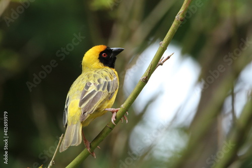 Southern male masked weaver perched on a tree branch.