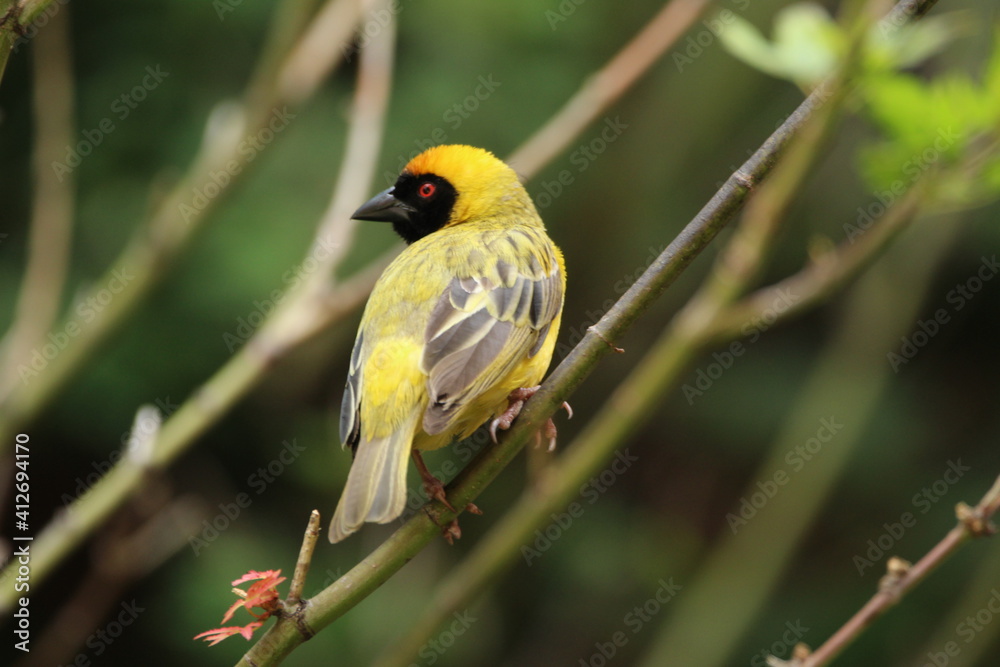 Southern male masked weaver perched on a tree branch.