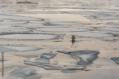 Common merganser ducks swimming in between pieces of floating ice