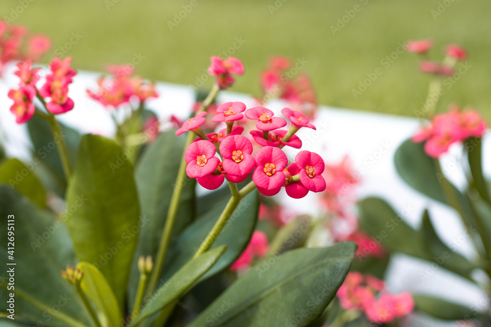 pink little flowers pink little flowers