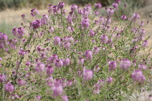 Nevada WildFlowers