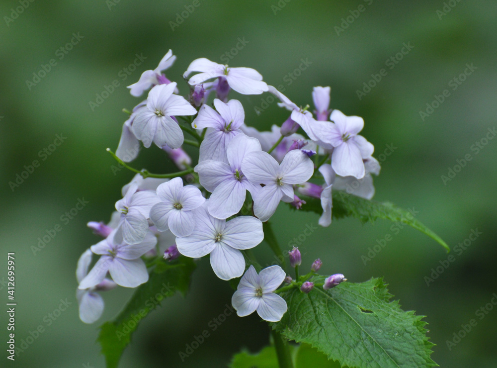 Lunaria rediviva blooms in the forest in spring Lunaria rediviva blooms in the forest in spring