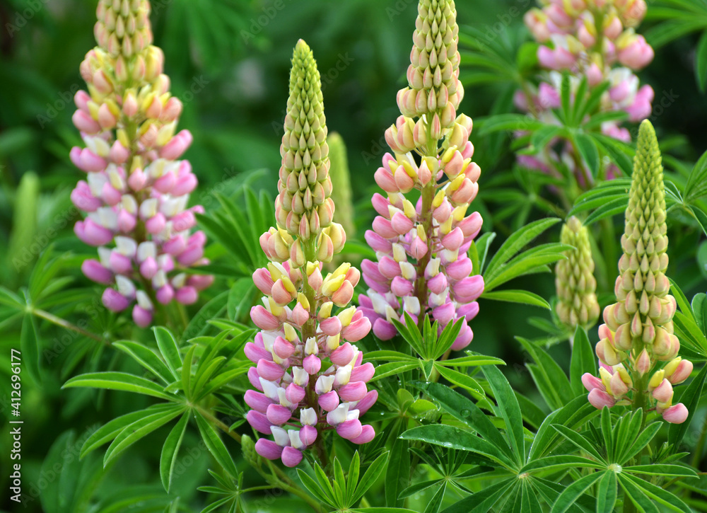 Lupine blooms in the spring garden Lupine blooms in the spring garden