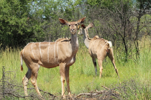 Kudu standing in the grass.