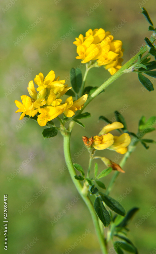 Blossoms of alfalfa sickle (Medicago falcata)