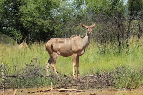 Kudu standing in the grass. © kgb224