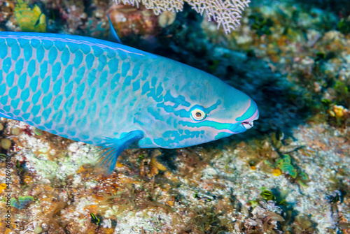 A Striped Parrotfish swimming across the reef