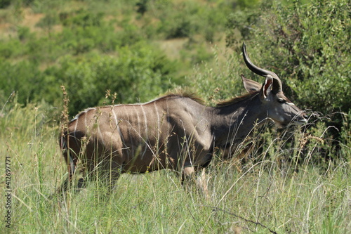 Kudu standing in the grass.