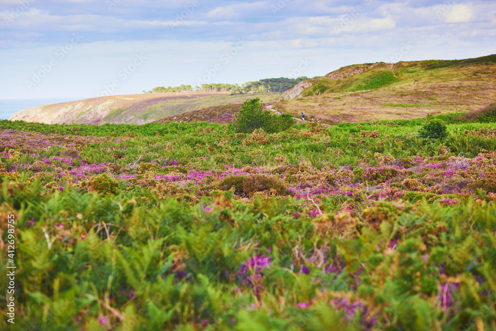 Scenic view of heather meadows on Cape d'Erquy, one of the most popular tourist destinations in Brittany, France
