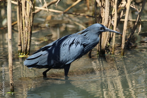 Black heron hunting in the water.