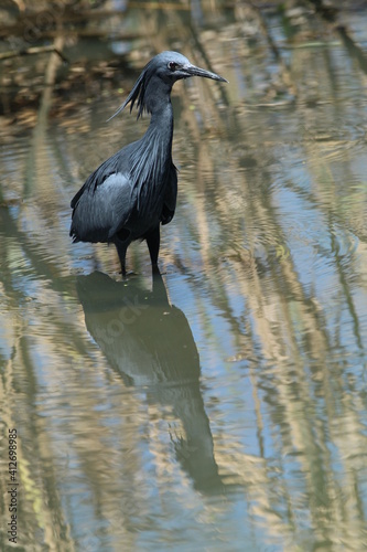 Black heron hunting in the water.