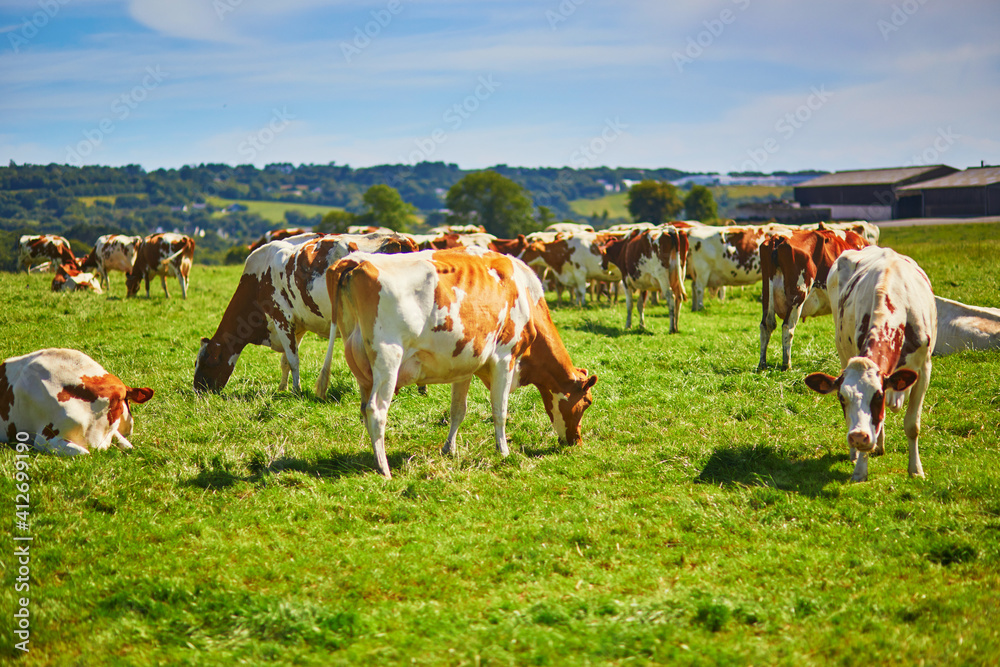 Cows grazing on a green pasture in Brittany, France
