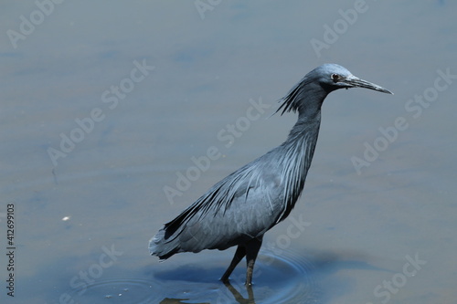 Black heron hunting in the water.