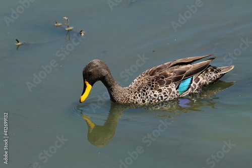 Yellow billed duck in the water.