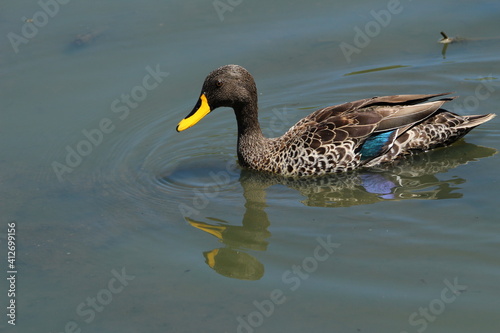 Yellow billed duck in the water.