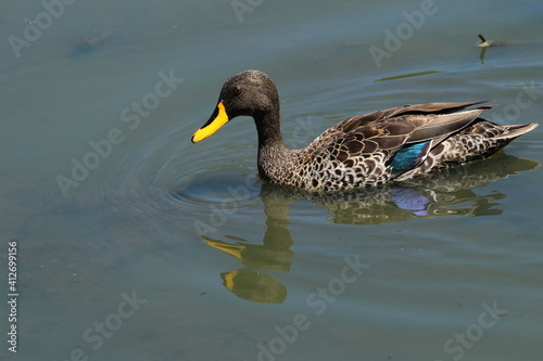 Yellow billed duck in the water.
