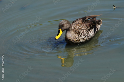 Yellow billed duck in the water.