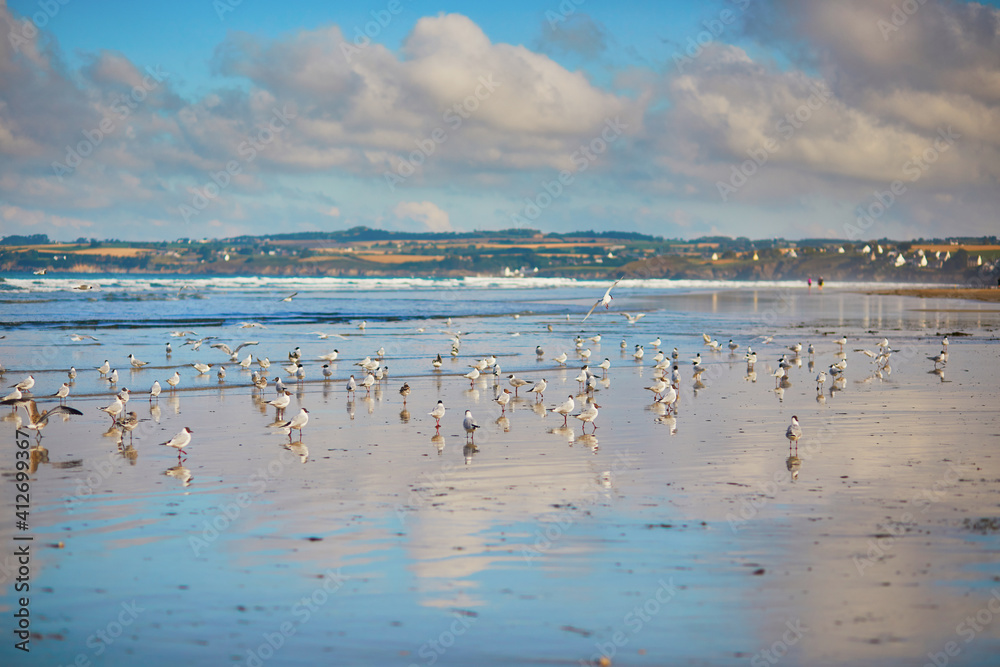 Flock of seagulls on Atlantic ocean beach in Finistere, Brittany, France