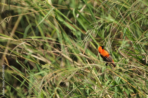 Red male bishop feeding on grass.