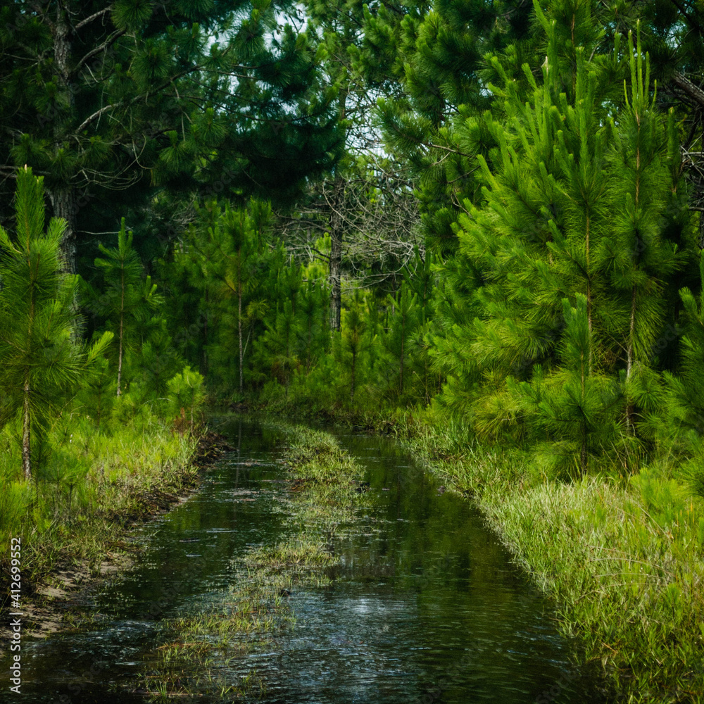 Naklejka premium stream in the forest