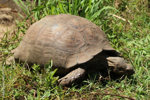 Tortoise standing in the grass.