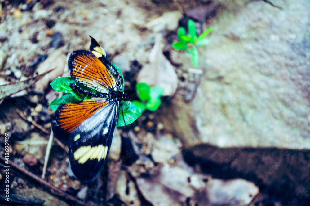 butterfly on a flower butterfly on a flower