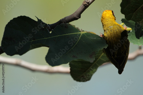 Male southern masked weaver perched on a fig tree branch.