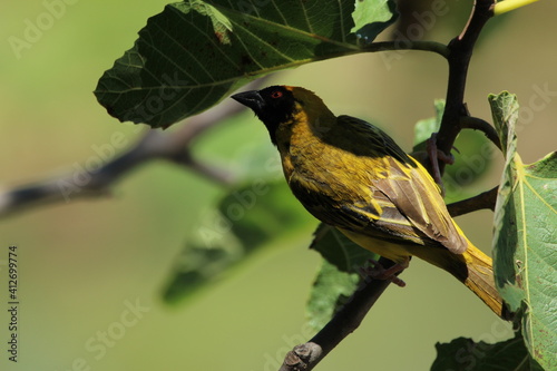 Male southern masked weaver perched on a fig tree branch.