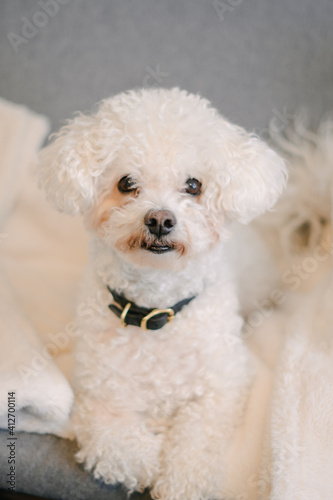 Cute white dog sitting on a chair 