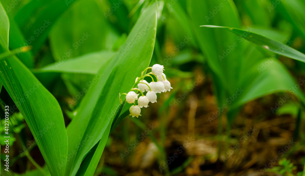 Fototapeta premium Flower Spring Sun White Green Background Horizontal. Spring flower lily of the valley. Lily of the valley. Ecological background Blooming lily of the valley green grass background in the sunlight.