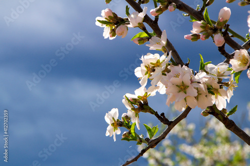 Almond trees in bloom under blue sky