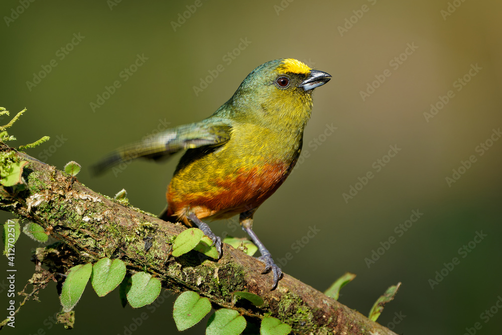 Fototapeta premium Olive-backed Euphonia - Euphonia gouldi small passerine bird in the finch family, resident breeder in the Caribbean lowlands and foothills from southern Mexico to western Panama