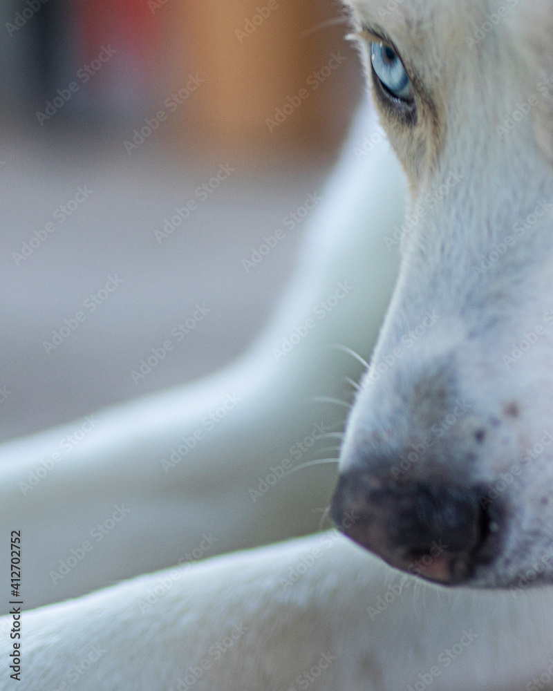 Obraz premium white dog, husky, akita