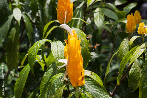 Lollipop plant Pachystachys lutea and Stingless bees meliponines photo