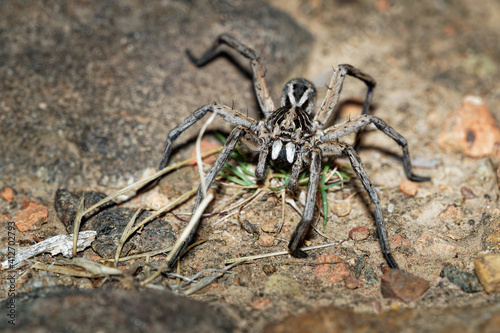 Valokuva Wolf Spider - Tasmanicosa tasmanica australian spider family Lycosidae, robust a