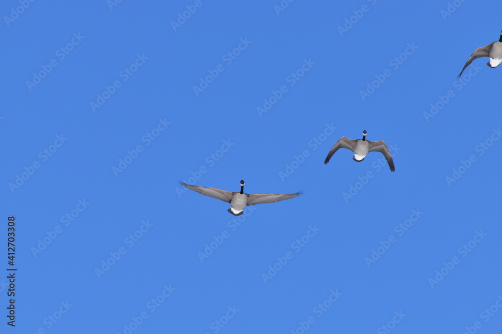 Fototapeta premium Canadian Geese