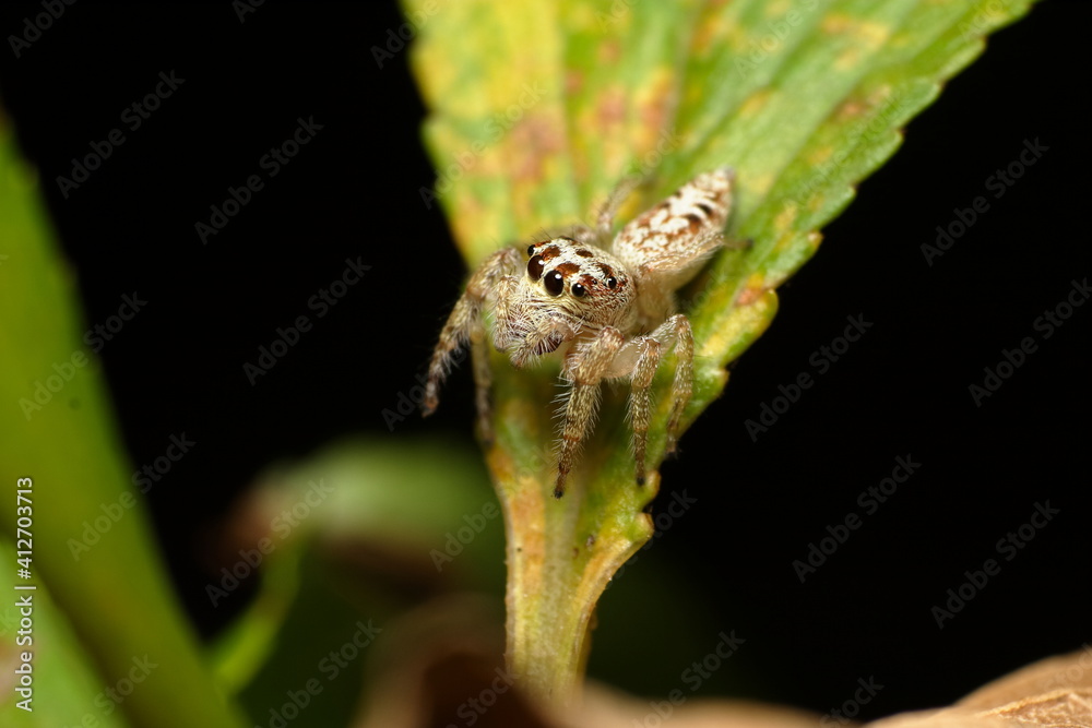 Salticidae Jumping spider on the tip of a leaf Salticidae Jumping spider on the tip of a leaf