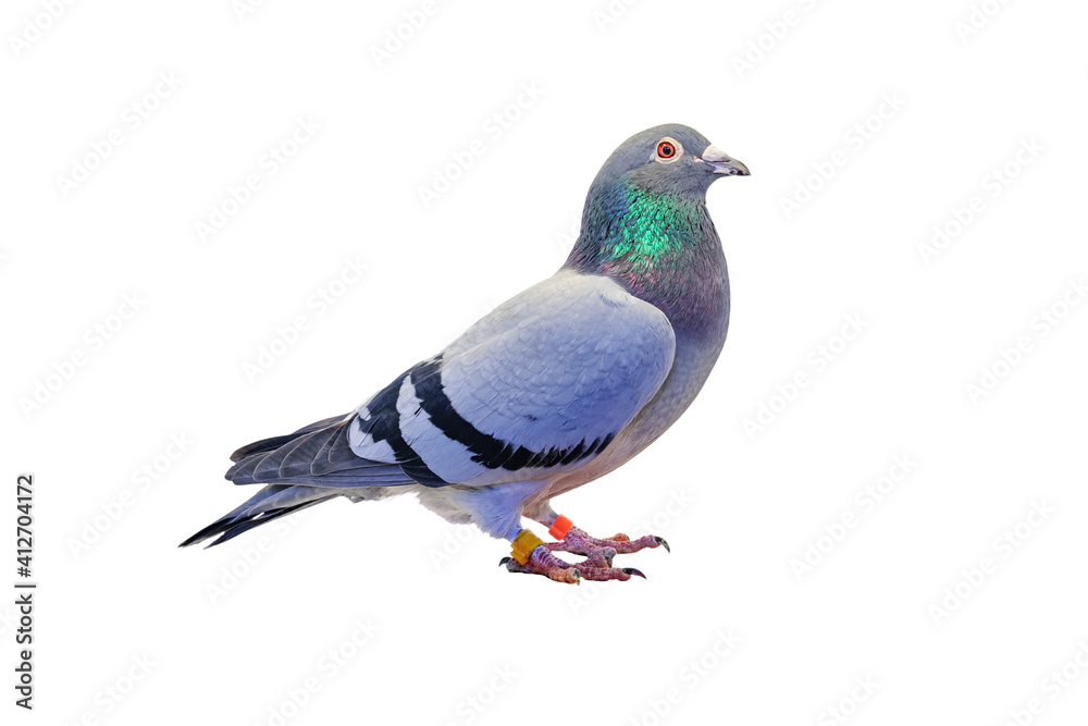 Fototapeta premium Full body of speed racing pigeon bird isolated white background