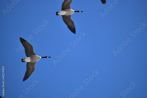 Canadian Geese