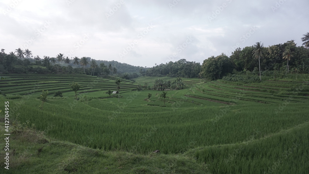 landscape with green grass
landscape rice field