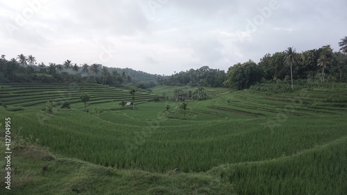 landscape with green grass landscape rice field