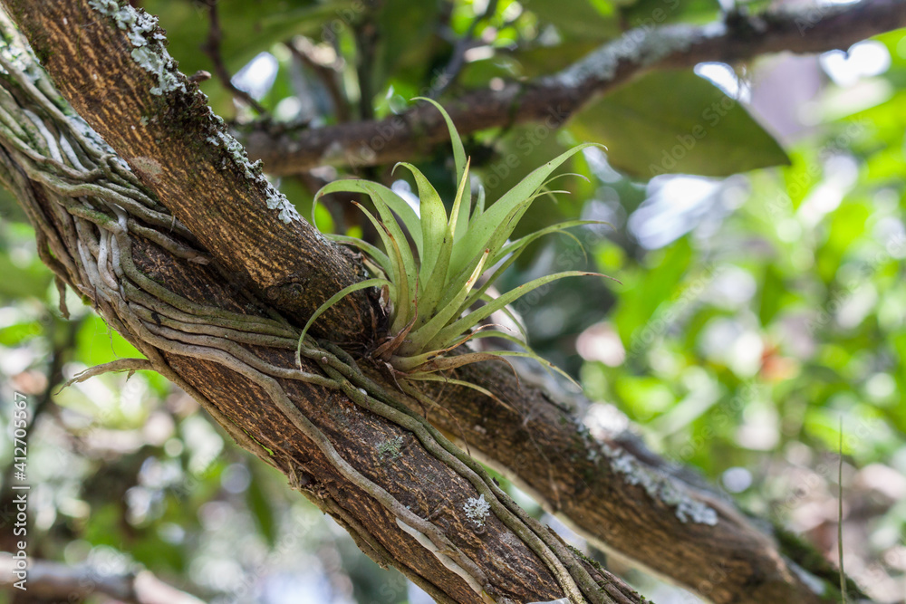 Aechmea caudata Lindm. on tree branch Aechmea caudata Lindm. on tree branch